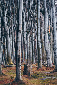 Full frame shot of trees in forest