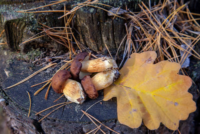 High angle view of mushrooms on dry leaves