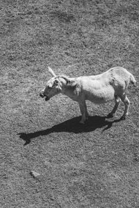 High angle view of deer on field