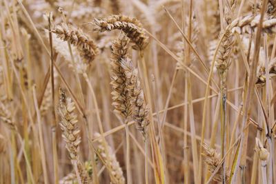 Close-up of wheat growing on field