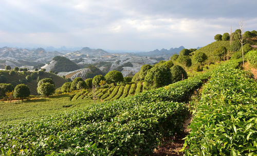 Scenic view of agricultural field against sky
