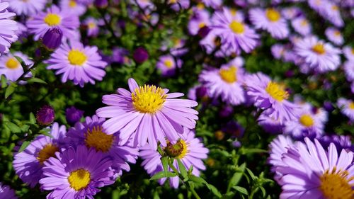 Close-up of purple flower in park