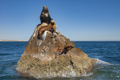 Sea lions basking in the sun at lands end in the resort of cabo san lucas