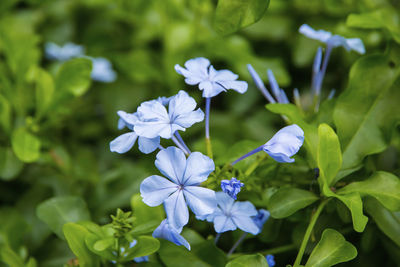 Close-up of white flowering plants