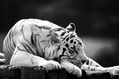 Close-up of tiger relaxing outdoors