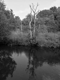 Scenic view of lake in forest against sky