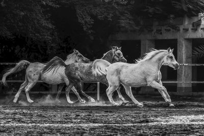 Horses running in animal pen