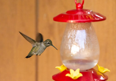 Close-up of hummingbird flying