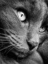 Close-up portrait of a cat