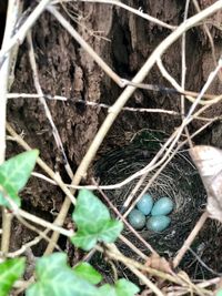 Close-up of bird in nest