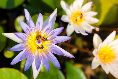 Close-up of bee pollinating on flower