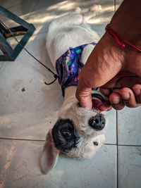 High angle view of dog with hand on floor