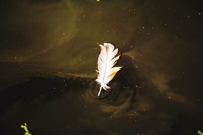 Close-up of white jellyfish swimming in lake