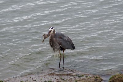 High angle view of gray heron on sea