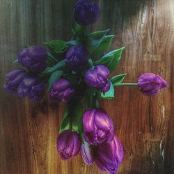 Close-up of purple flower