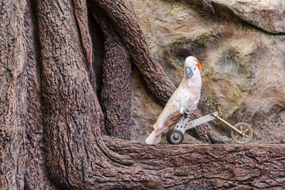 View of bird perching on tree trunk