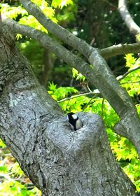 Bird perching on tree trunk in forest