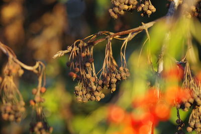 Close-up of wilted plant