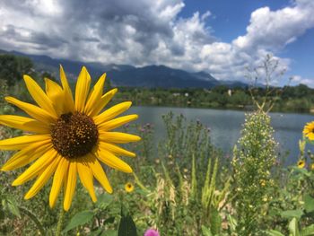 Close-up of yellow flowers blooming against sky