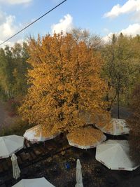 Close-up of autumn tree against sky