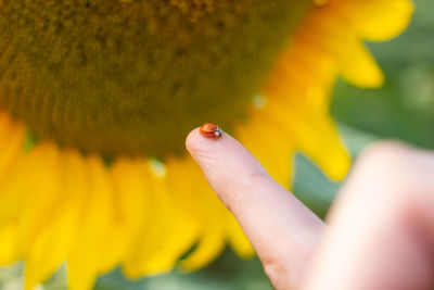 Close-up of insect on yellow flower