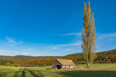 Trees on field against blue sky