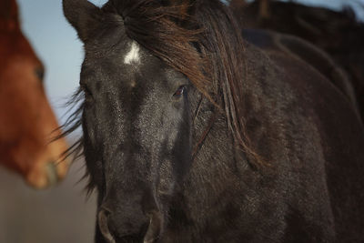 Close-up of a horse