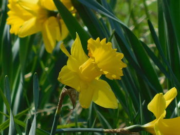 Close-up of yellow daffodil flowers