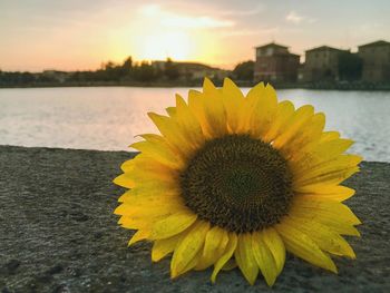 Close-up of sunflower against orange sky