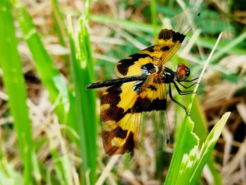 Close-up of butterfly pollinating flower