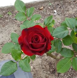 High angle view of rose blooming outdoors