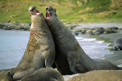 Walruses fighting