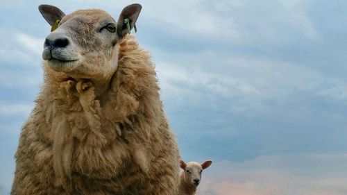 Low angle view of sheep against cloudy sky