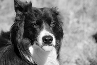 Close-up portrait of dog looking at camera