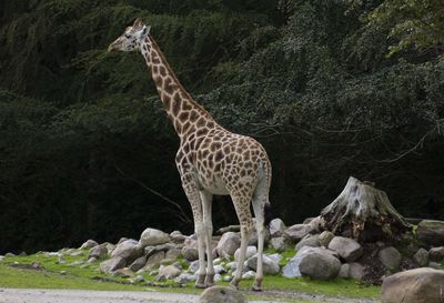 View of giraffe on rock