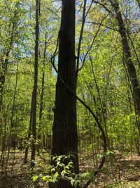 View of trees in forest