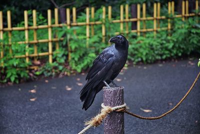 Raven corvus corax bird common beautiful  perched crow traditional japanese garden tokyo japan asia
