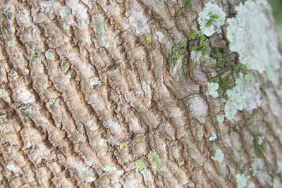 Full frame shot of tree trunk