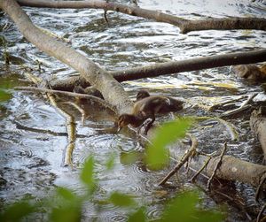 Bird on tree branch over lake