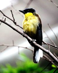 Close-up of bird perching on branch