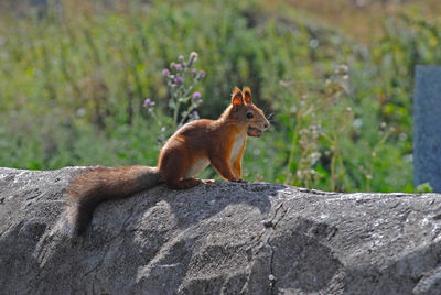 Squirrel on rock