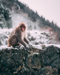 Monkey sitting on mountain during winter