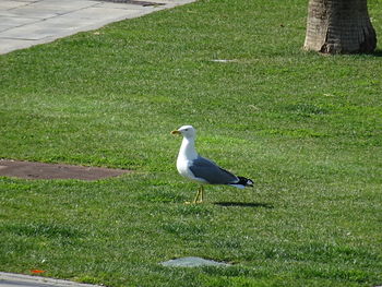 High angle view of bird perching on grass