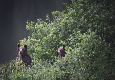 Grizzly bear hiding by tree in forest