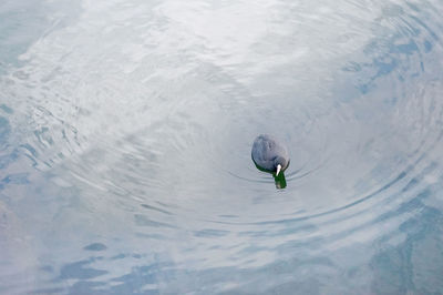 High angle view of duck swimming in lake