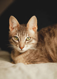 Portrait of a green eyes cat at black background. 