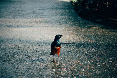 Close-up of bird perching on shore