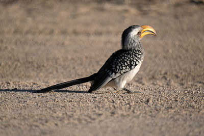 Side view of bird on land