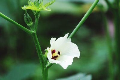 Close-up of white flowering plant