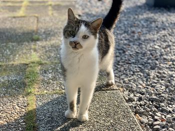 Portrait of cat standing on road